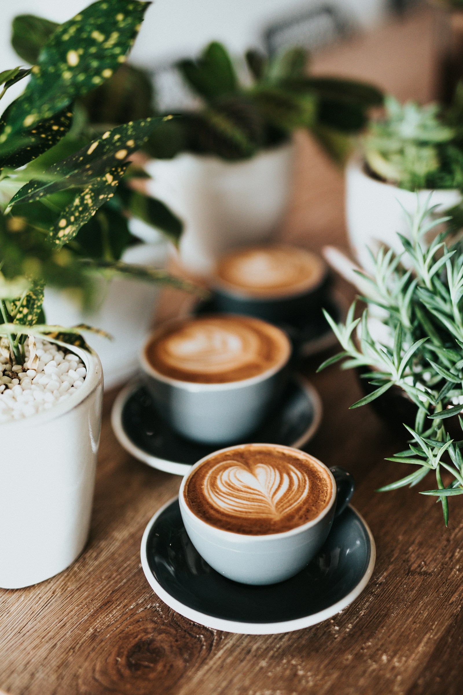 Illustrative cups of latte on a table with green plants